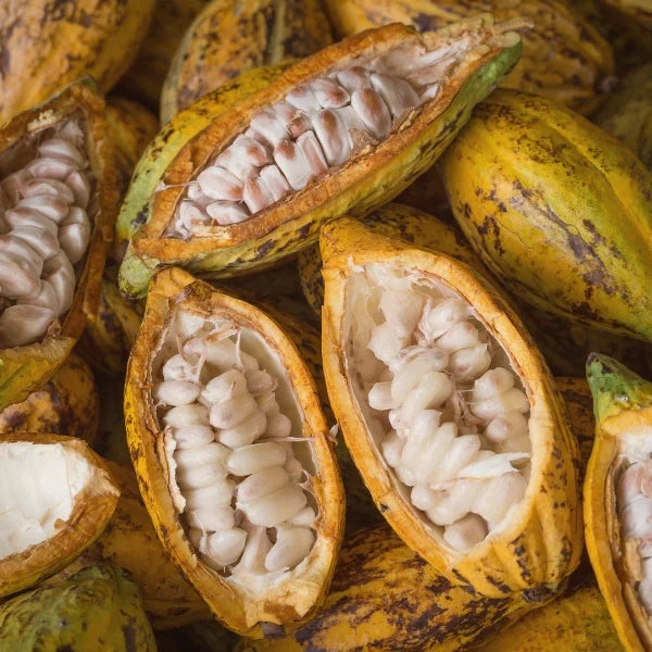 Cocoa Butter (Theobroma cacoa) - Chunks
