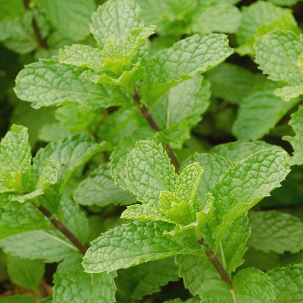 Muscle Magic - Therapeutic Essential Oil Blend