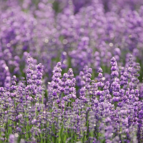 Muscle Magic - Therapeutic Essential Oil Blend