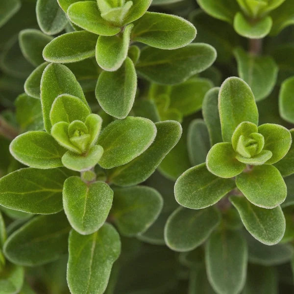 Muscle Magic - Therapeutic Essential Oil Blend