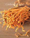 Cordyceps extract powder in a one-ounce product package