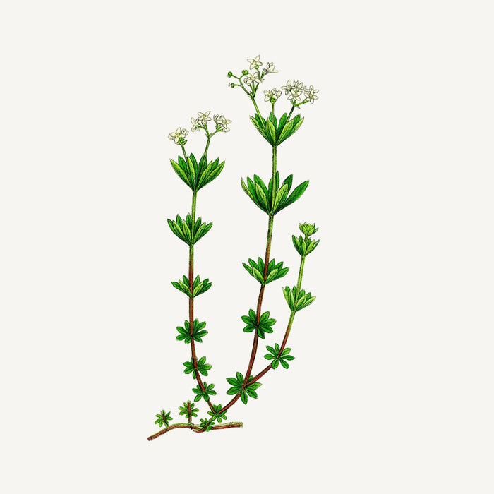 Panier des Sens Sea Samphire Shower Gel