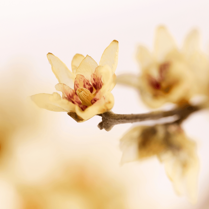 Calycanthus Eau de Parfum