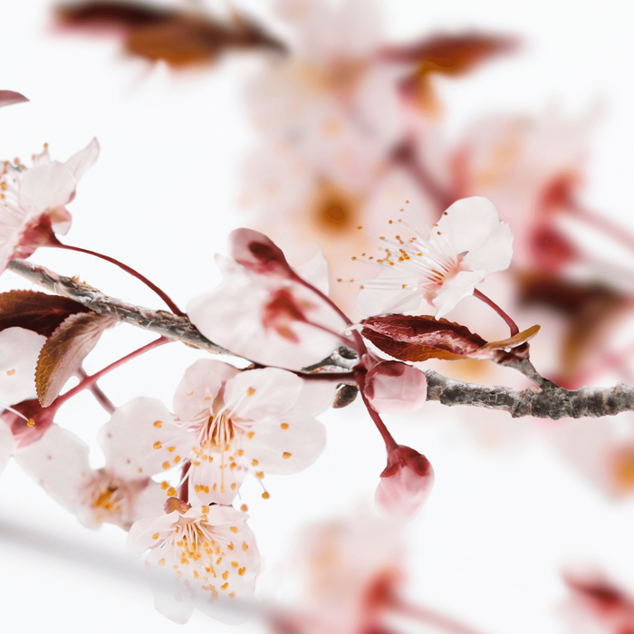 Sakura Eau de Parfum