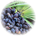 SawPalmetto3