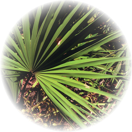 SawPalmetto2
